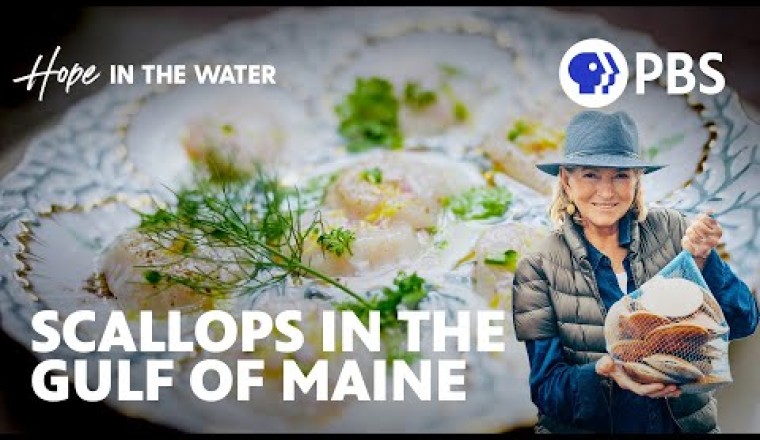 Martha Stewart Harvests and Cooks Delicious Fresh Scallops