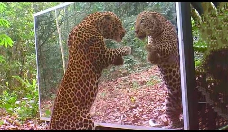 Animals Seeing Themselves For The First Time!