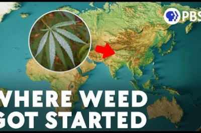 The Hazy Evolution of Cannabis
