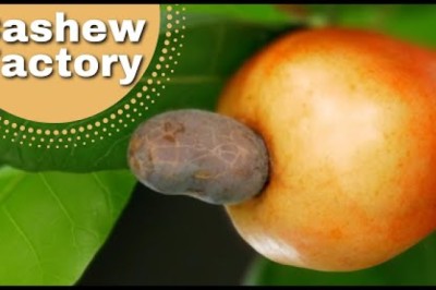 Ever Wondered Where Cashew Nuts Come From?