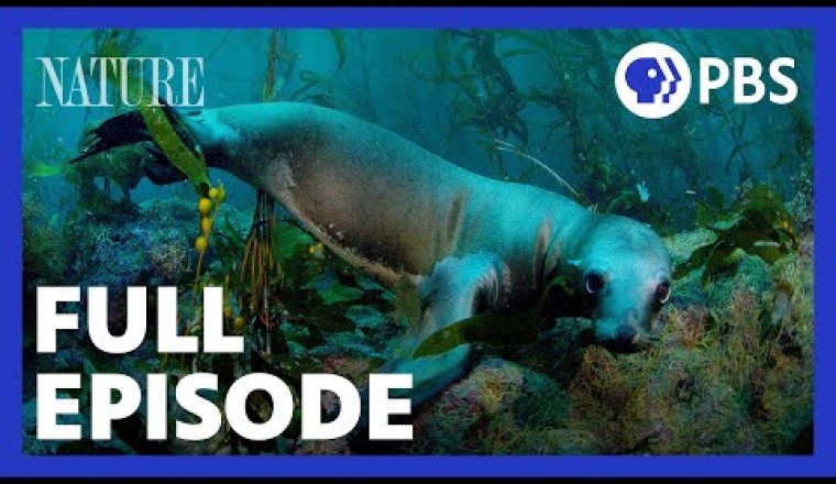 Soul of the Ocean