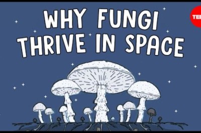 Why Are Scientists Shooting Mushrooms Into Space?