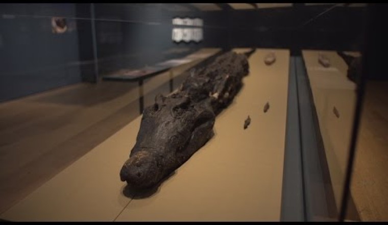 Conservation of a Crocodile Mummy (The Asahi Shimbun Displays)