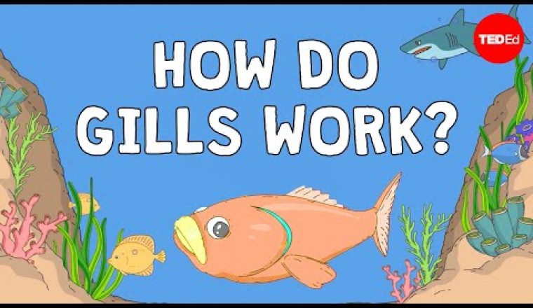 Why Fish Are Better at Breathing Than You Are