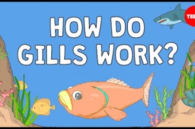 Why Fish Are Better at Breathing Than You Are
