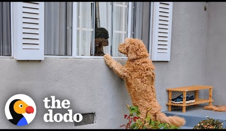 Neighbor's Dog Knocks On Door Everyday To Play With Her BFF