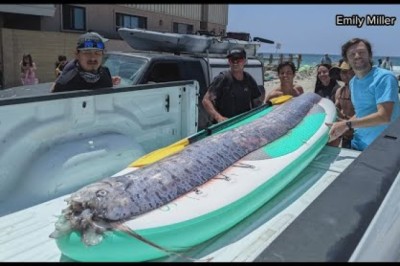 Rare ‘Sea Serpent’ Fish Found in Southern California