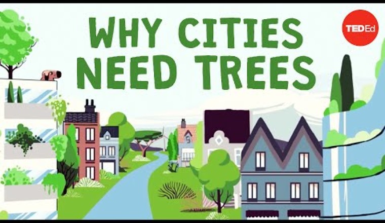 What Happens if You Cut Down All of a City’s Trees?