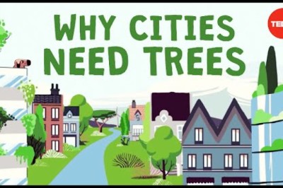 What Happens if You Cut Down All of a City’s Trees?