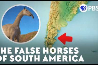 The Mystery of South America's False Horses