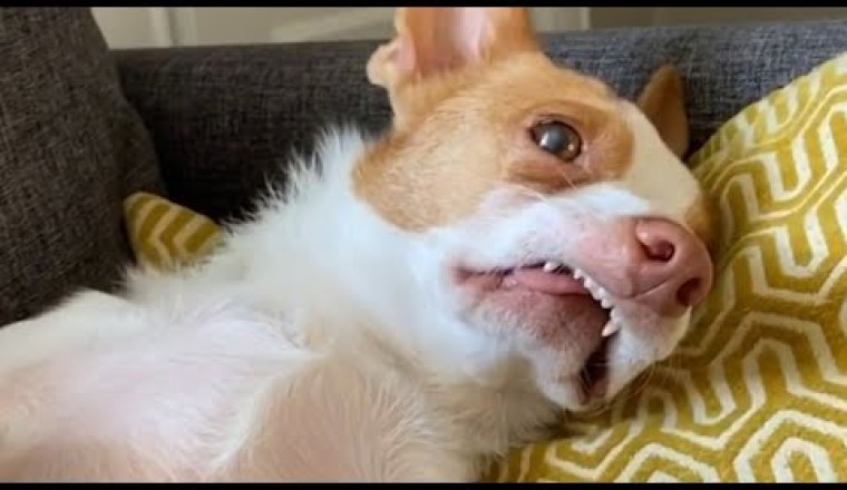 My Rescue Dog Turned Out To Be a Jerk