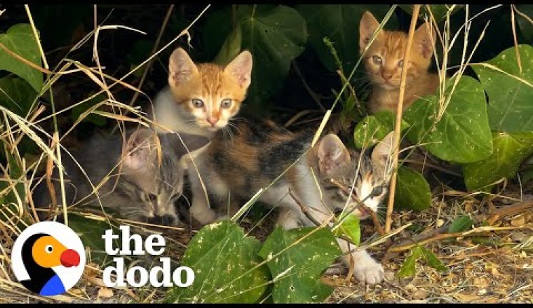 The Cat Distribution System