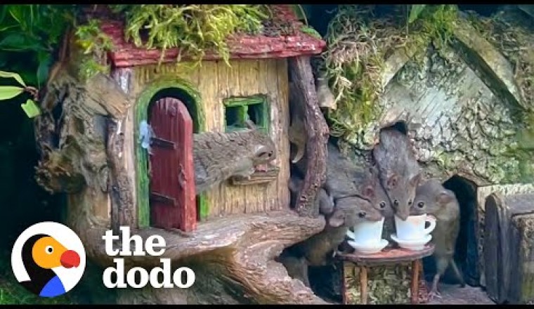 Granddad Builds An Entire Village For Mice In His Garden