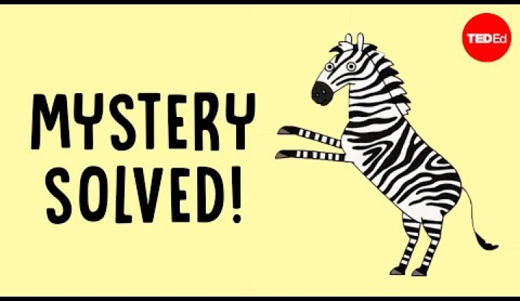 The Surprising Reason Zebras Have Stripes