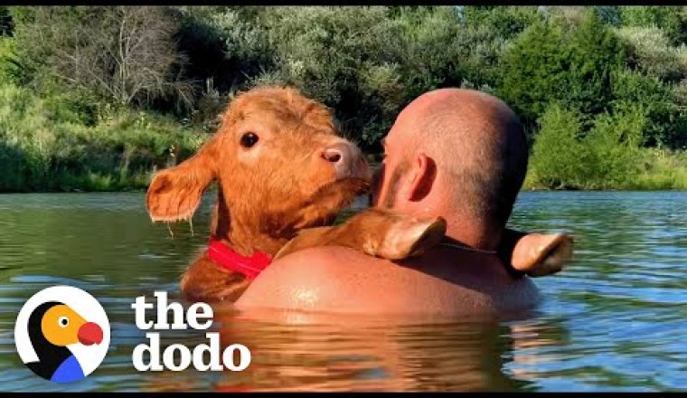 Baby Cow Insists On Jet Skiing With His Dad