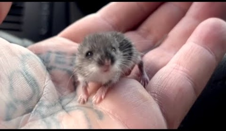 Man Does Sweetest Thing for Lonely Street Mouse