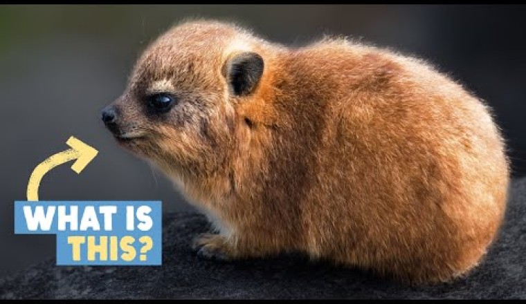 This Furry Potato Is An Evolutionary Mystery