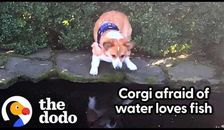 Corgi Is Obsessed With Koi Pond