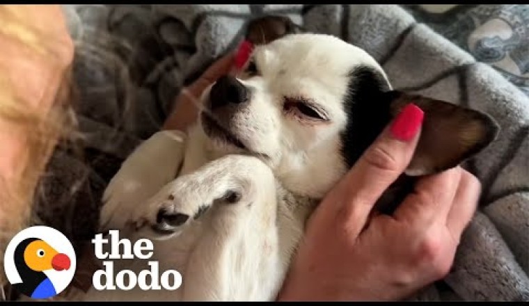 Senior Chihuahua Decides Her Parents' Sleeping Patterns