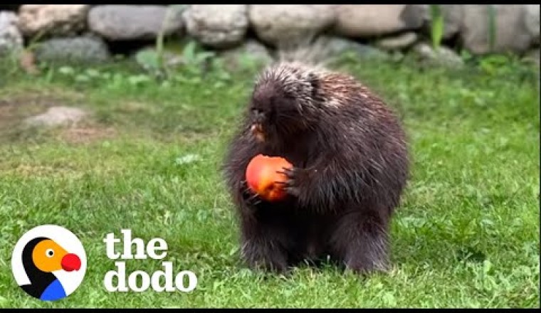 Wild Porcupine Demands Fresh Fruit Until His Paw Heals