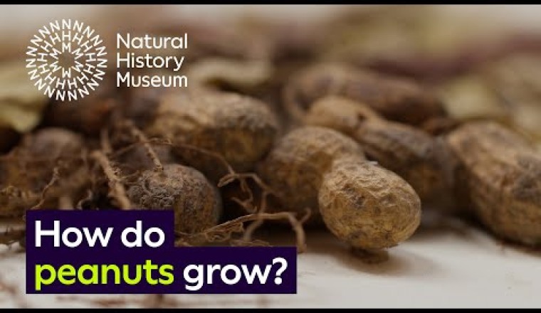 How Do Peanuts Grow?