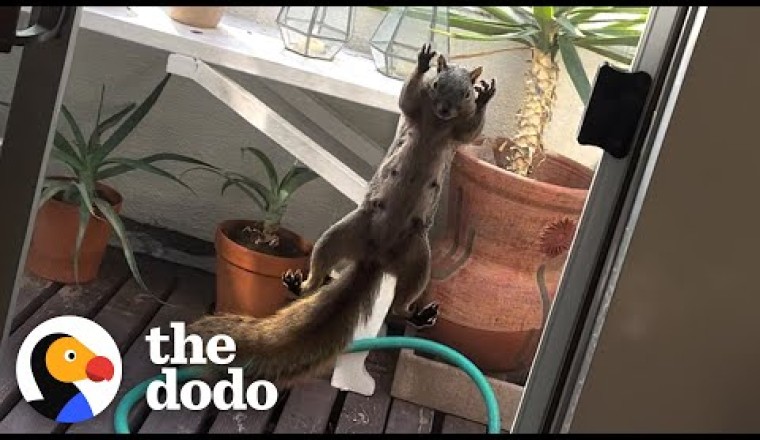 Squirrel Won't Let Woman Leave Her Home