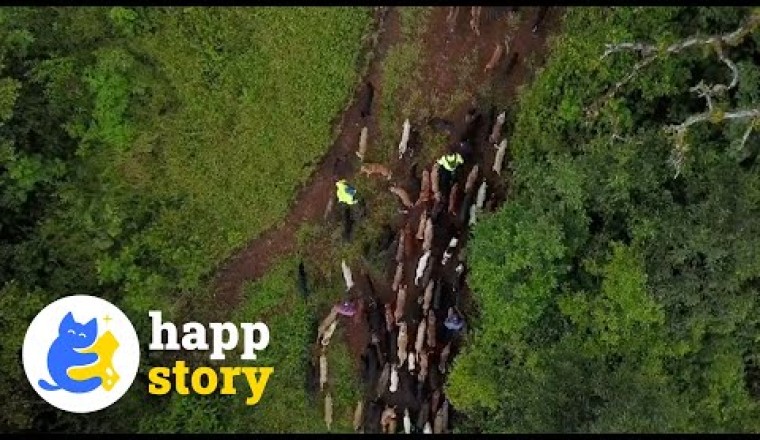 Thousands of Dogs Rescued By "Land of the Strays"