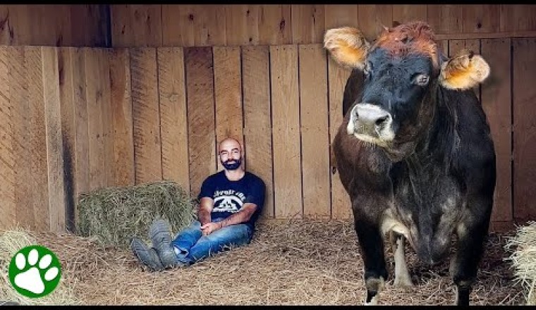 Blind Rescue Cow Loves Music and Have the Cutest Favorite Song
