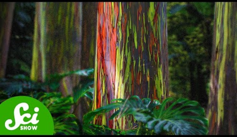 6 of the World’s Weirdest Trees
