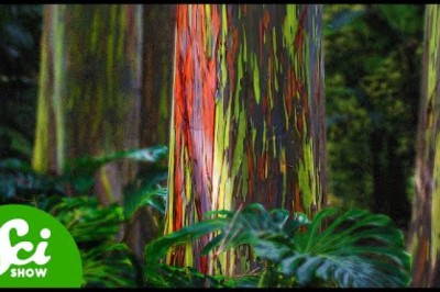 6 of the World’s Weirdest Trees