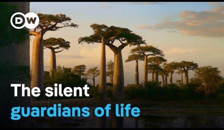 The Baobab Tree – A Universe Of Its Own