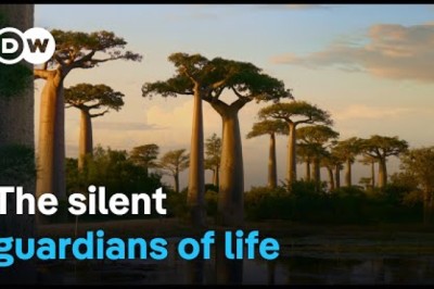 The Baobab Tree – A Universe Of Its Own