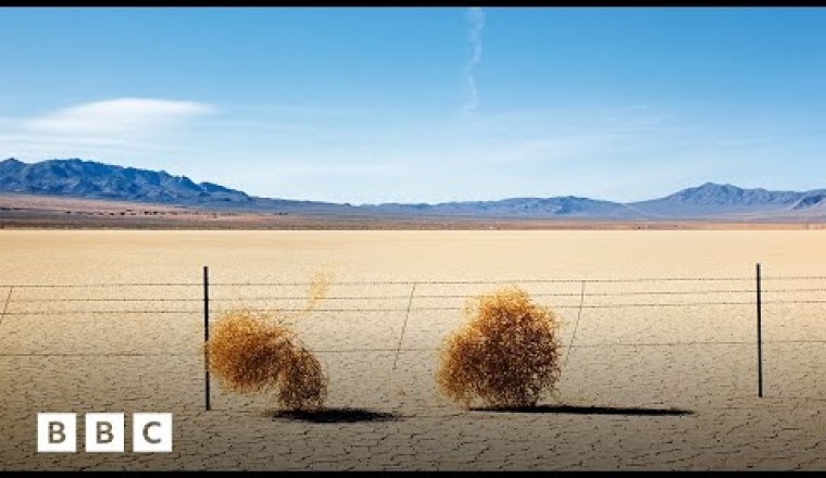 The Truth About Tumbleweed