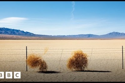 The Truth About Tumbleweed