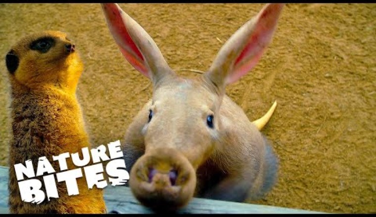 Aardvark Joins Adorable Meerkat Family