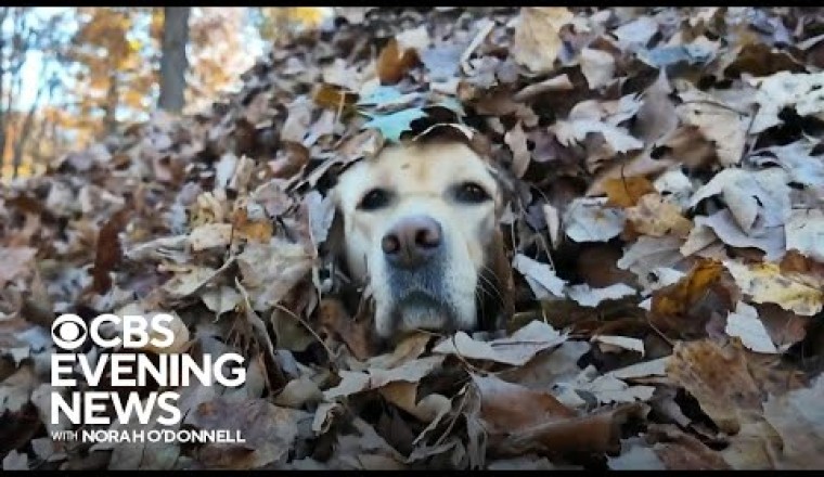 Maine Family’s Dogs Spread Autumn Joy by Jumping in Leaf Piles