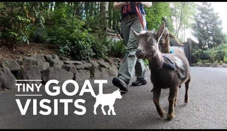 Welcome to Tiny Goat Visits