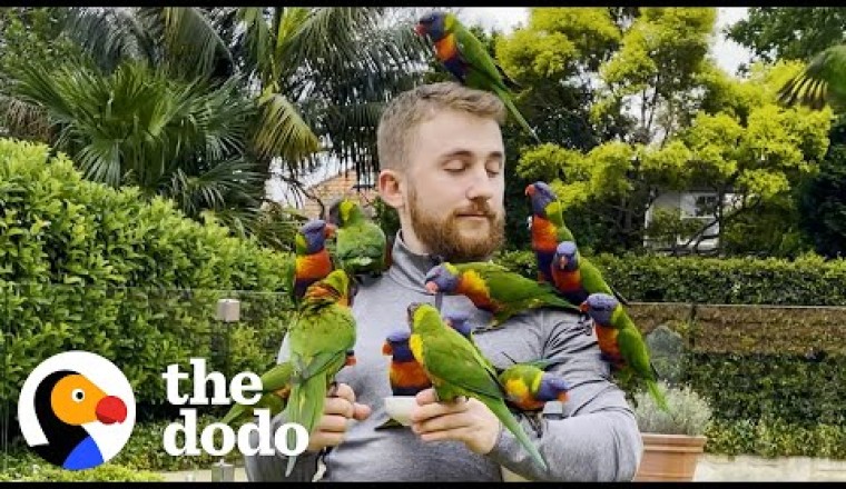 Wild Lorikeet Gets All His Friends To Visit This Guy