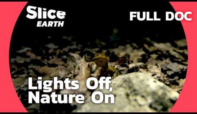 Nature in the Shadows: The Lockdown's Impact on Wildlife