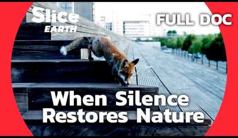 The Power of Silence in Nature’s Revival