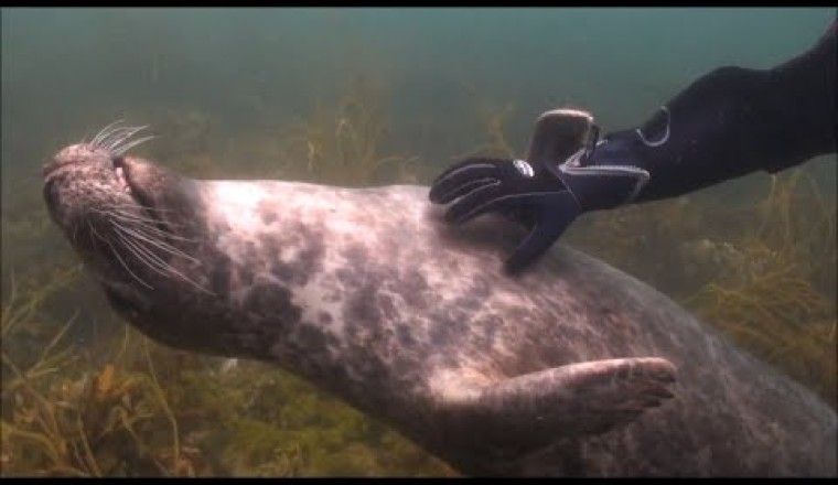Sea Puppies
