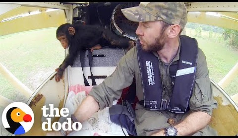 Baby Chimp Sits In Guy's Lap While They Fly To Safety