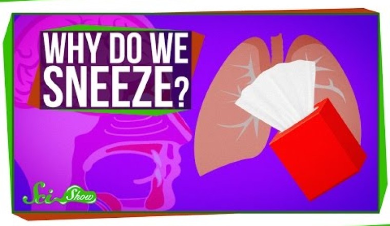 Why Do We Sneeze?