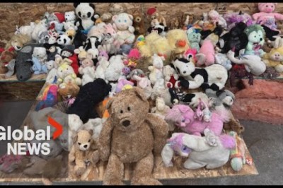 BC Couple Finds Over 100 Stuffed Animals Hidden in Walls During Renovation
