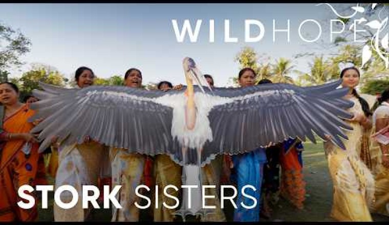 Meet the Army of Women Saving India’s Rarest Stork