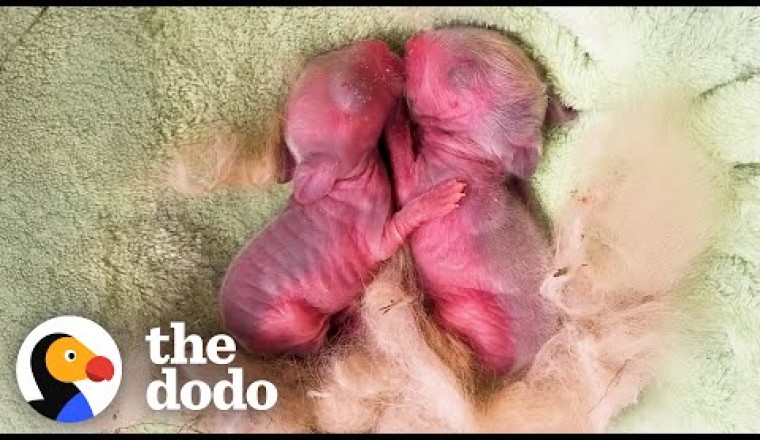 Tiny, Pink Blobs Turn Into The Biggest Fluff Balls
