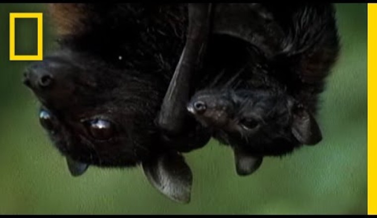 Giant Golden-Crowned Flying Fox: Meet the World's Biggest Bat