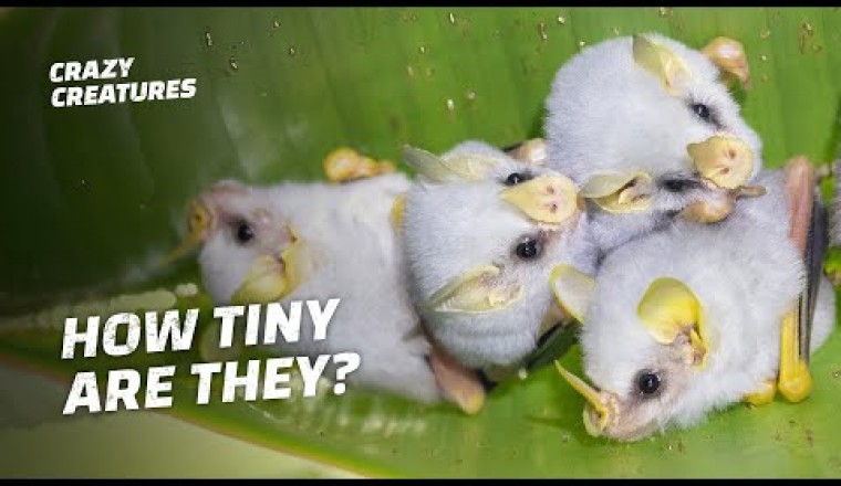 Honduran White Bats Are the Cutest