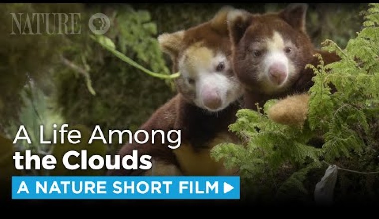 Matschie's Tree Kangaroo: A Rare Sight