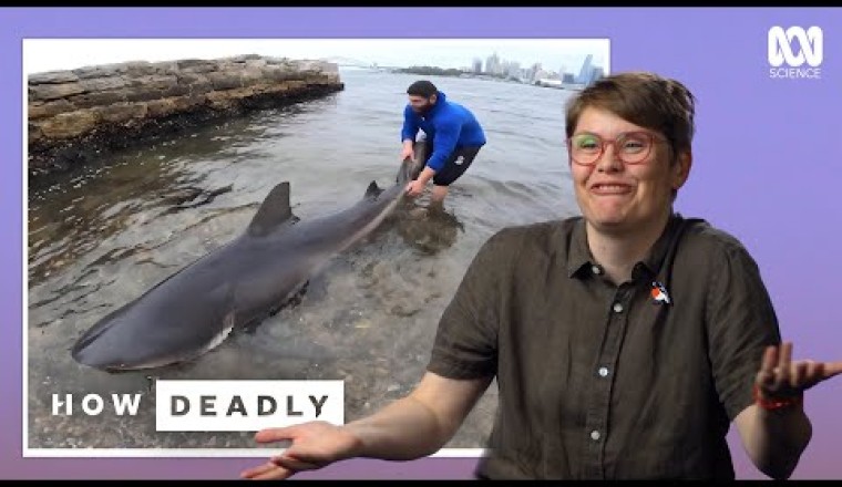Analyzing Heart-Pounding Shark Encounters
